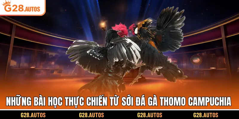 Những bài học thực chiến từ sới đá gà Thomo Campuchia